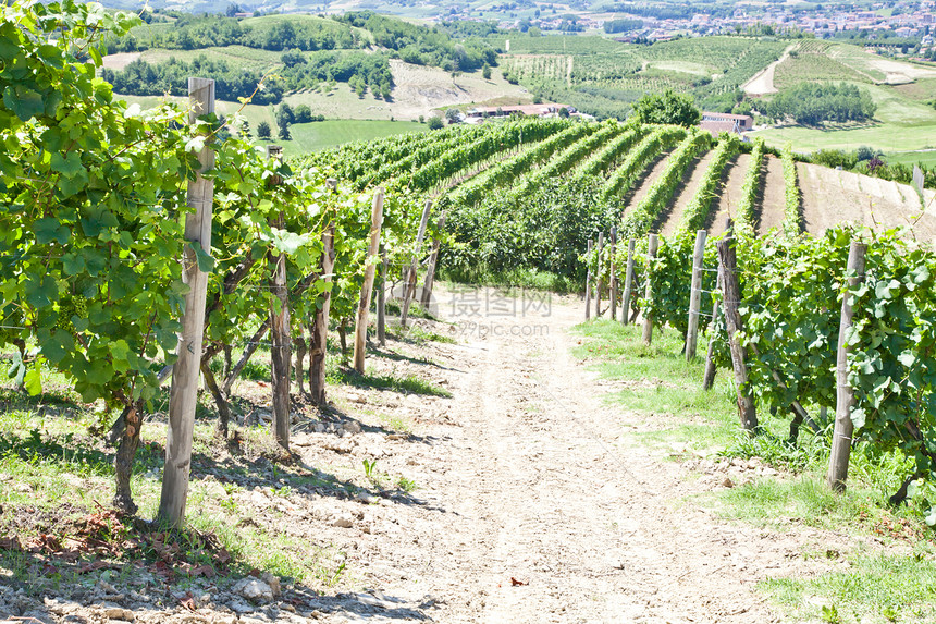 意大利  皮埃蒙特地区 巴贝拉葡萄园酒厂藤蔓风景场地葡萄园季节生长葡萄收成植物图片