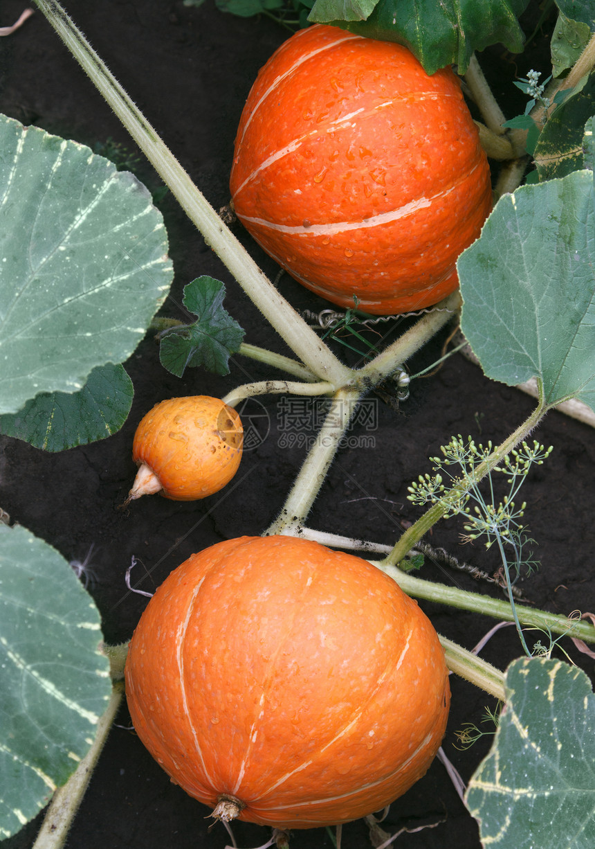 南瓜农场花园农业葫芦食物南瓜叶子蔬菜乡村植物图片