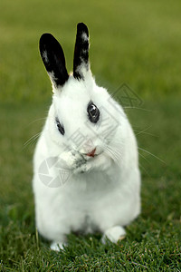 草丛中的白兔子兔户外农场野生动物荒野生物毛皮耳朵动物婴儿爪子宠物干净的高清图片素材