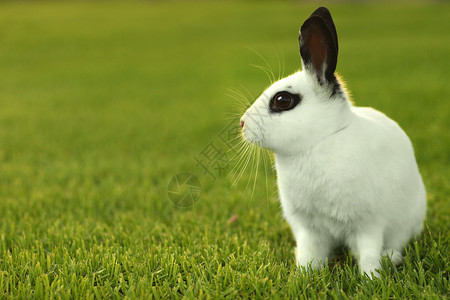 草丛中的白兔子兔户外说谎脊椎动物野兔耳朵兔形目荒野兔子野生动物毛皮居住起毛高清图片素材