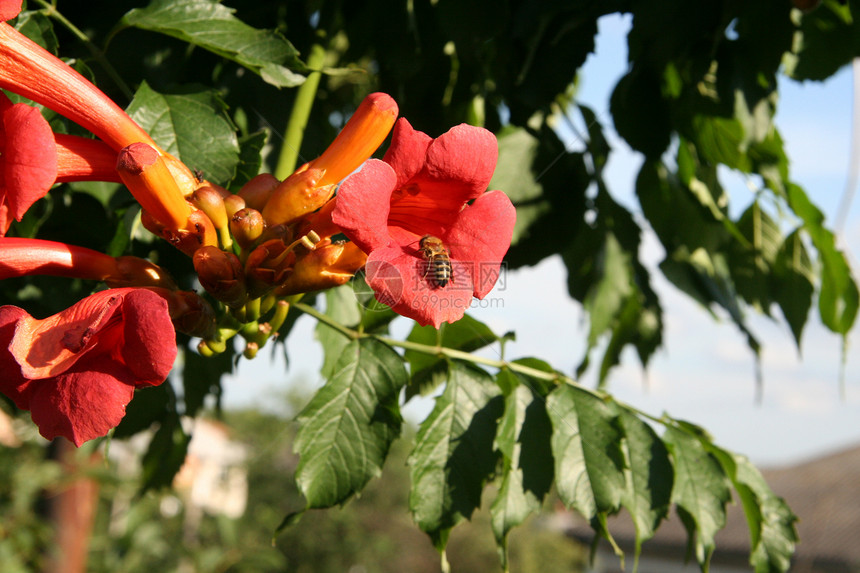 红花上的大黄蜂收集花粉图片