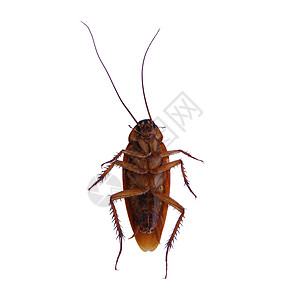 蟑螂棕色天线害虫厌恶昆虫白色背景图片