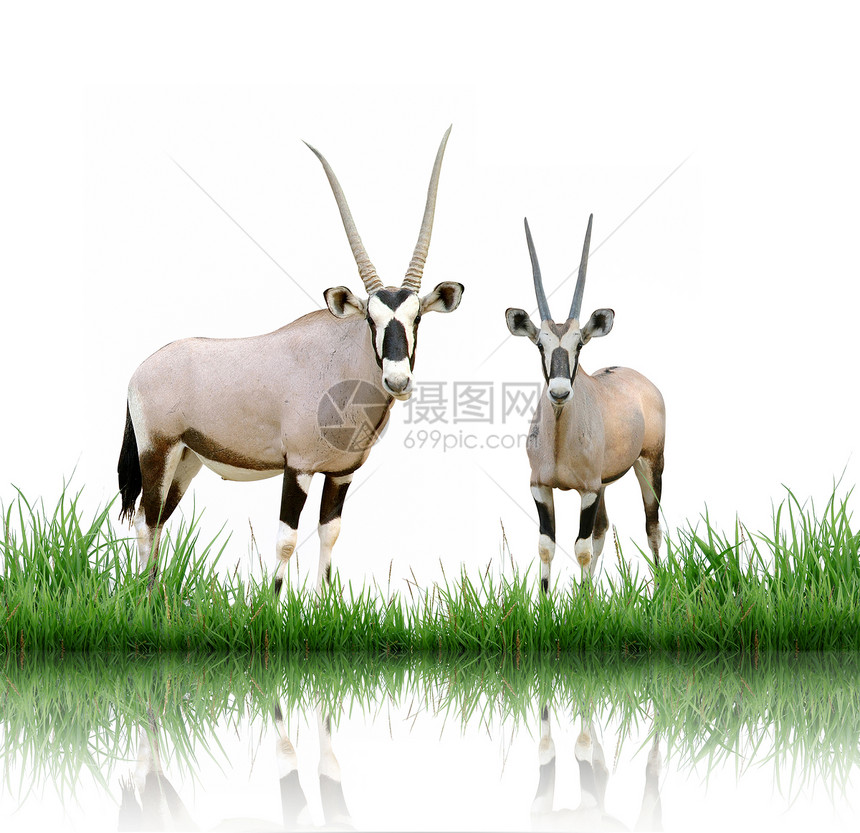 隔离绿草的动物场地哺乳动物荒野瞪羚日落羚羊草地食草阴影图片