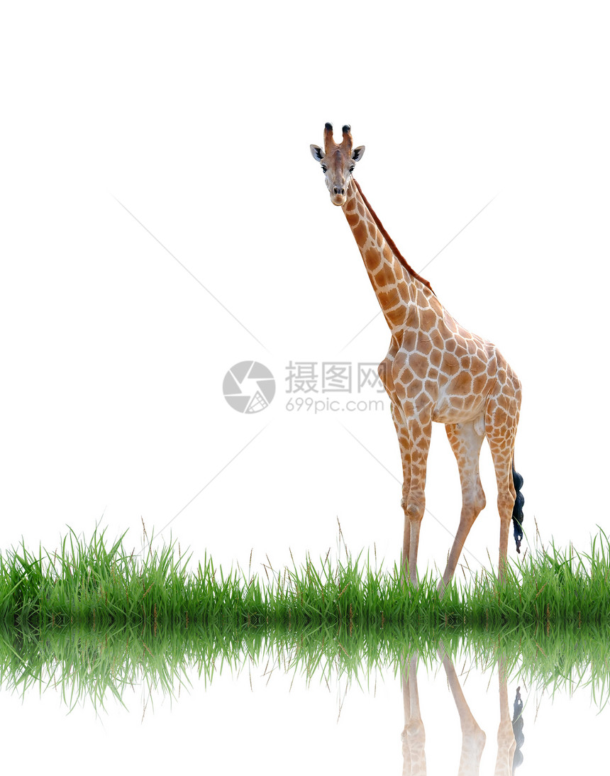 与绿草隔离的长颈鹿脖子场地动物野生动物棕色荒野白色女性喇叭哺乳动物图片