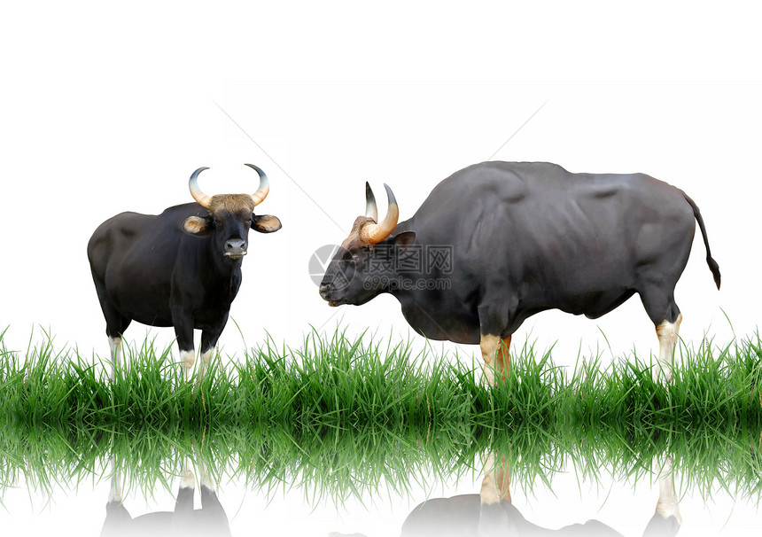 绿草的羊毛 与青草隔绝哺乳动物牛角濒危动物反射野牛男性荒野阴影水牛图片