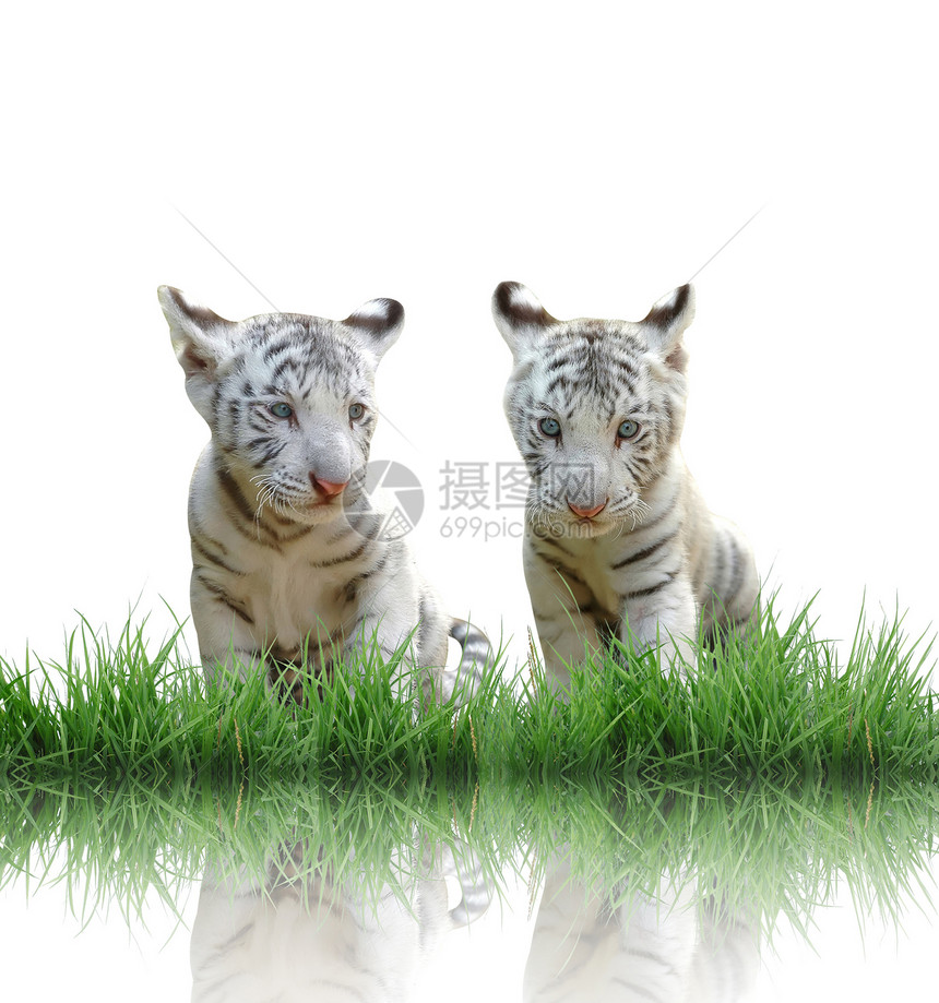 白虎宝宝 与绿草隔离图片