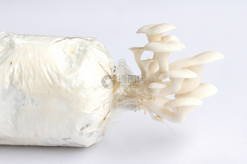 牡蛎蘑菇收成味道培育美食蔬菜饮食收据烹饪杂货店植物群图片