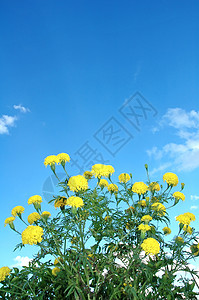 分子宏观花瓣植物花园植被土地蓝色绿色金盏花黄色背景图片