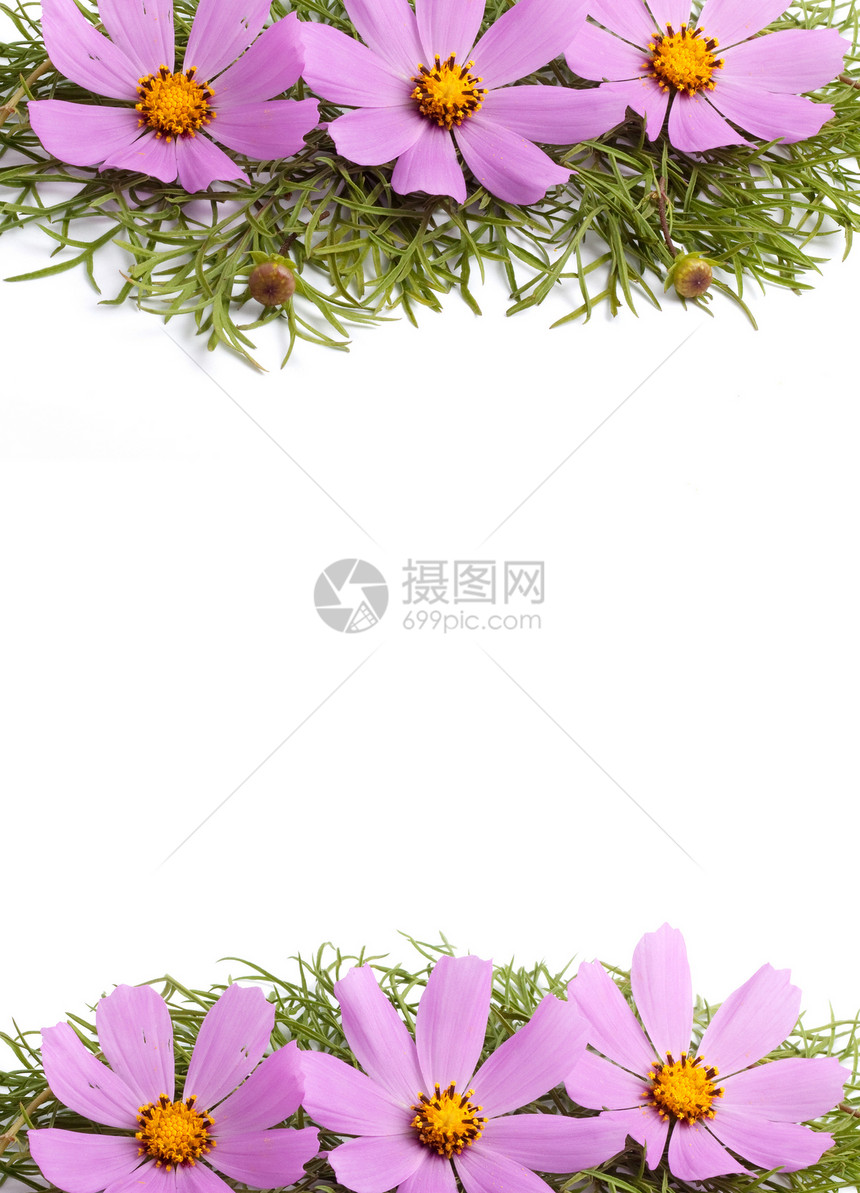 鲜花植物庆典水平紫色热情白色团体作品摄影花瓣图片