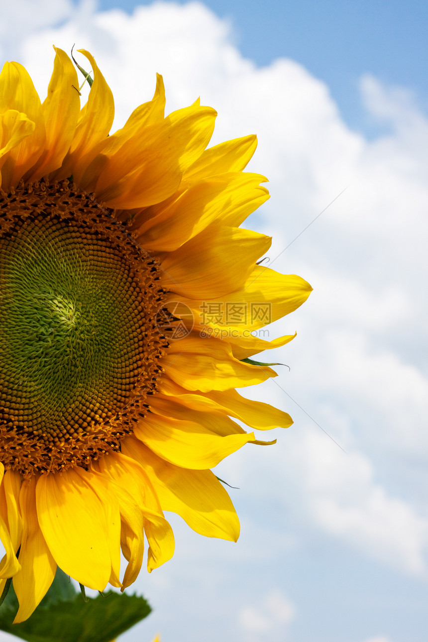 向日向框架种子叶子太阳植物生长阳光天空农业向日葵图片