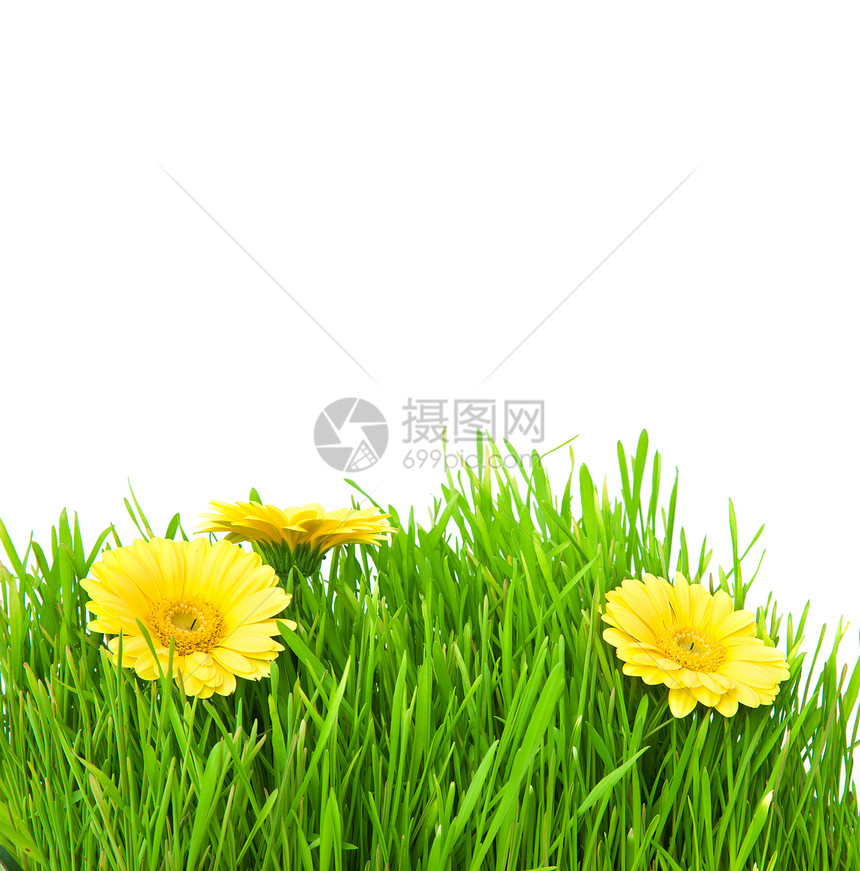 孤立的绿草和黄花环境场地草皮生长剪裁植物学花瓣场景植物叶子图片