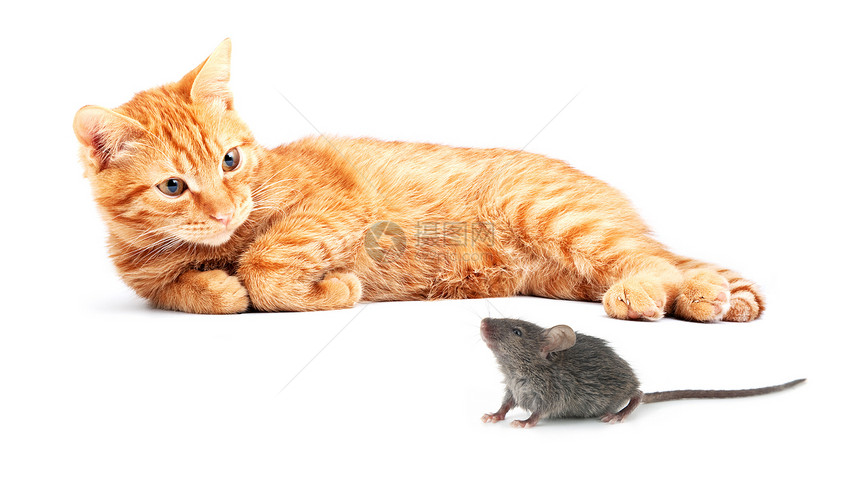 鼠和猫监视乐趣混种猫科跑步宠物行动打猎毛皮害虫图片