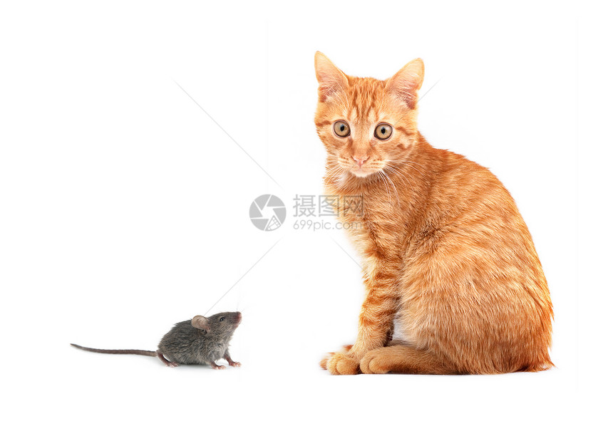鼠和猫行动打猎监视混种力量毛皮友谊乐趣玩具哺乳动物图片