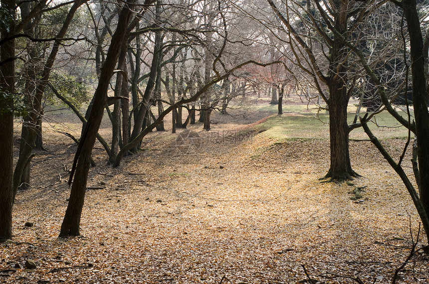 秋季森林神话射线农村小路树木生态季节晴天分支机构阳光图片