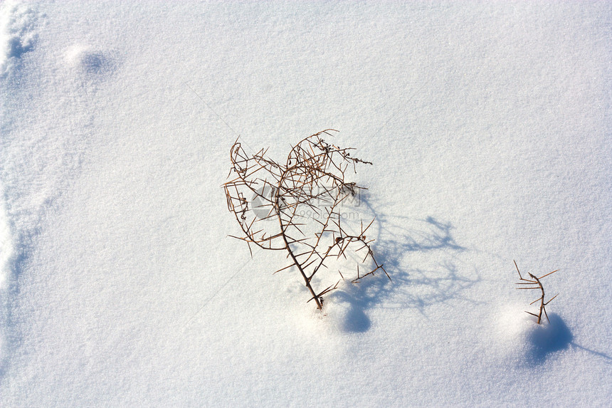 积雪表面干燥的植物宏观天气白色雪堆草本植物杂草季节阳光图片