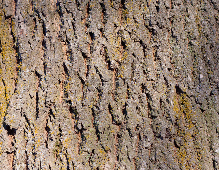 木质质棕色木材树干森林照片宏观风化皮层条纹生活图片