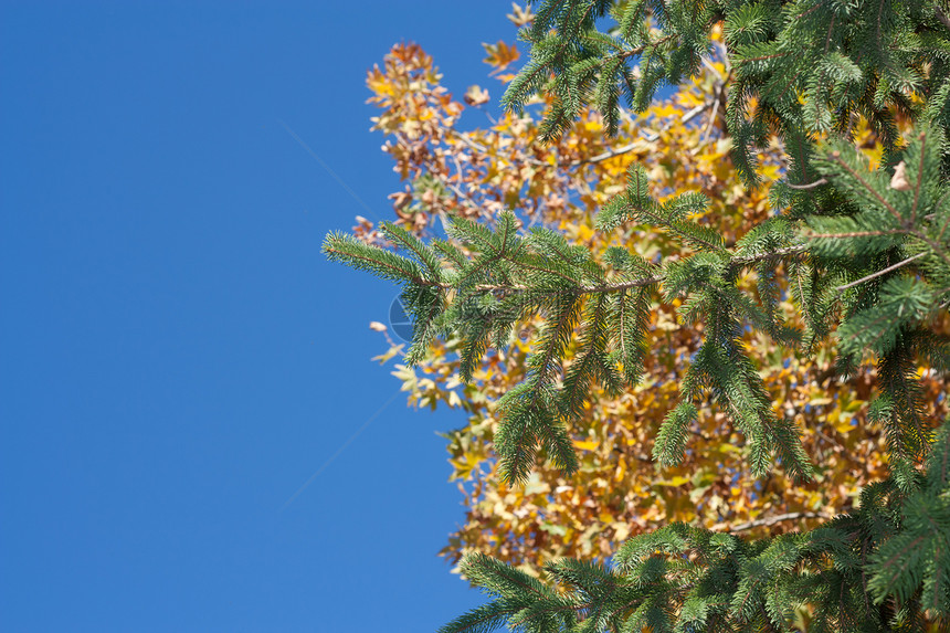 秋天与明蓝色对齐时 映像树的宏大颜色图片