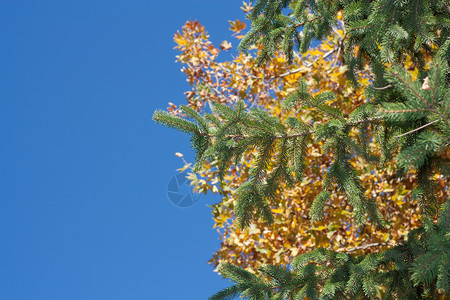 秋天与明蓝色对齐时 映像树的宏大颜色背景图片