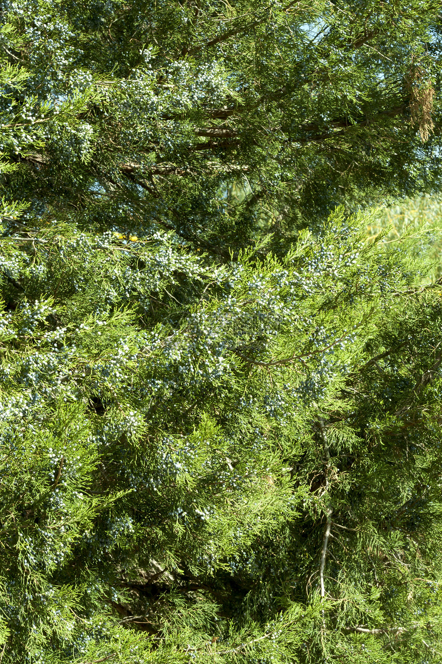 Cypress 背景针叶树公园森林植物学荒野木头枝条宏观松树植物图片