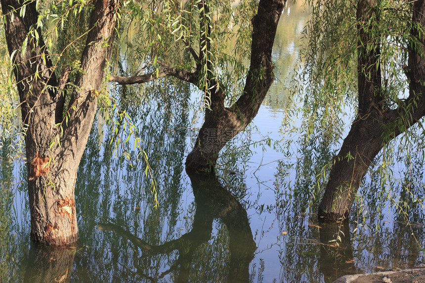三棵树在水中 柳树上图片