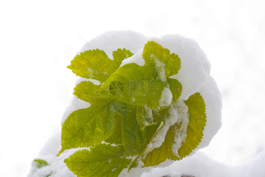 秋天时间 白雪上的黄叶花园木头森林生态降雪季节植物学天气植物叶子图片