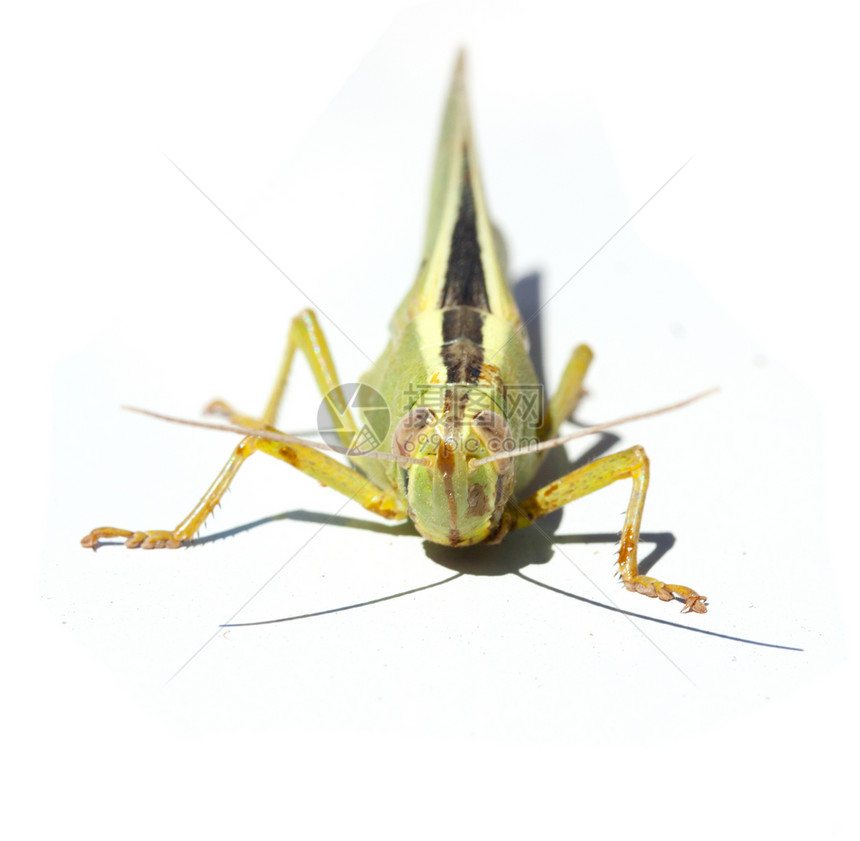 白上隔离的绿昆虫天线动物群宏观眼睛花园漏洞生物学脊椎动物身体害虫图片