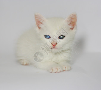 白底蓝眼睛的可爱小白猫背景图片