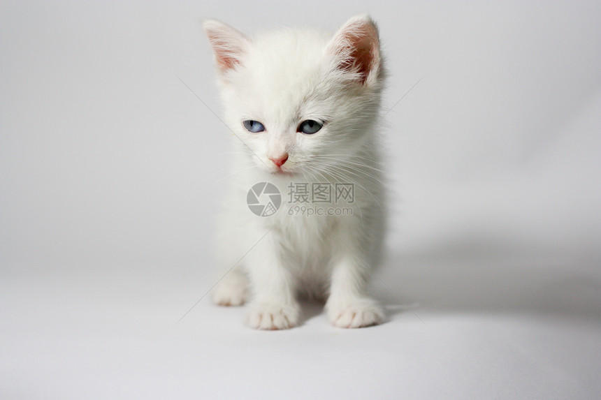 白小白猫虎斑老虎猫舍海豹垃圾外套小猫眼睛蓝色男性图片
