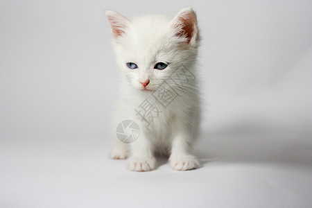 白小白猫虎斑老虎猫舍海豹垃圾外套小猫眼睛蓝色男性背景图片