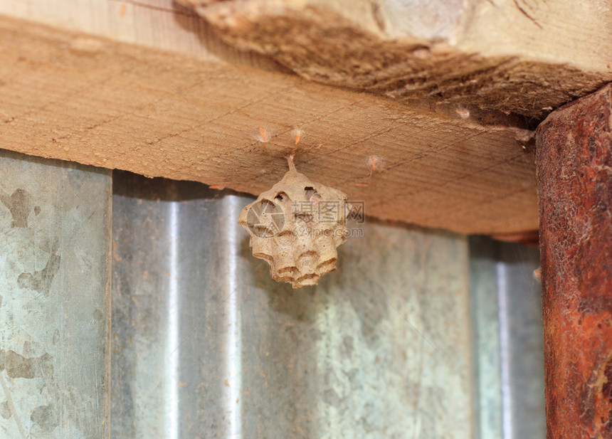 梳子多边形花粉六边形组织昆虫荒野蜂窝卫生蜂蜜药品图片