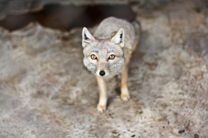 孔积生物荒野栖息地捕食者动物园生态清道夫头发野生动物狐狸图片