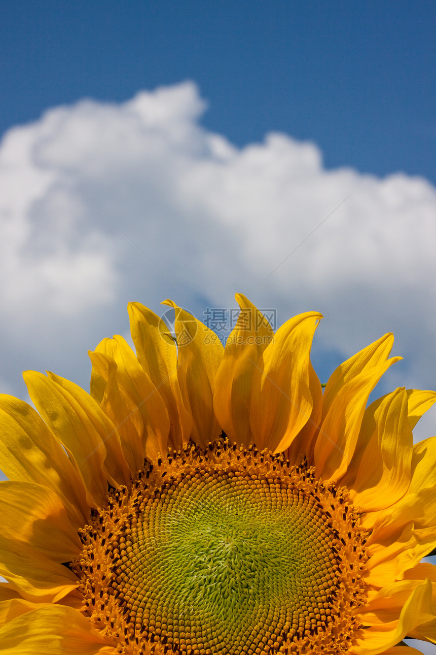 向日向框架向日葵花粉草地阳光天空季节剪辑农业蓝色图片