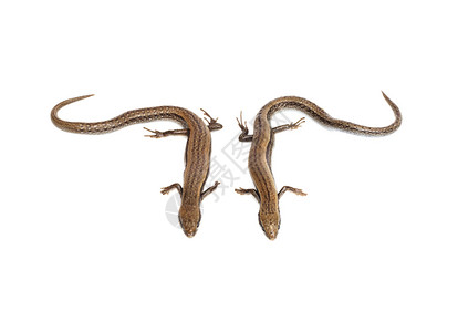 白色背景的两只小蜥蜴宠物尾巴脊椎动物爬虫冷血野生动物背景图片