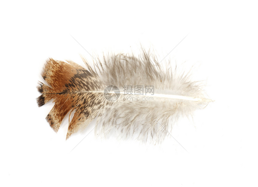 白色背景上的笔文化鹅毛笔条纹火鸡棕色荒野黑色尾巴羽毛倒钩图片