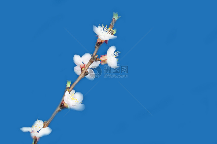 蓝色背景上的苹果花朵生长绿色季节粉色植物花瓣白色宏观图片
