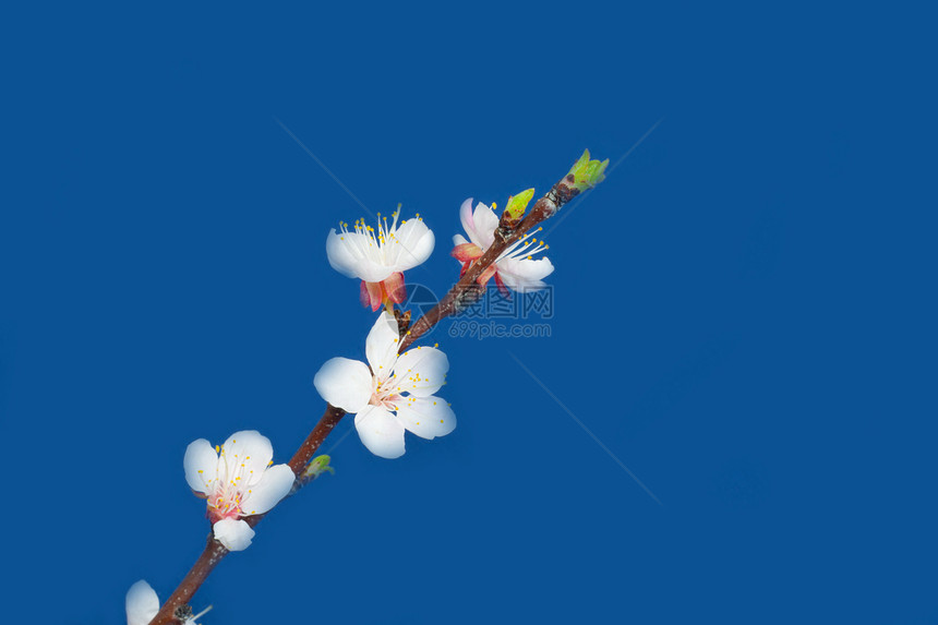 蓝色背景上的苹果花朵花瓣粉色季节植物生长绿色宏观白色图片