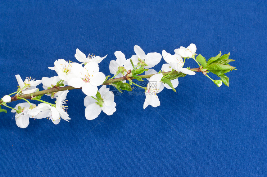 蓝色背景上的苹果花朵绿色白色生长植物粉色花瓣宏观季节图片