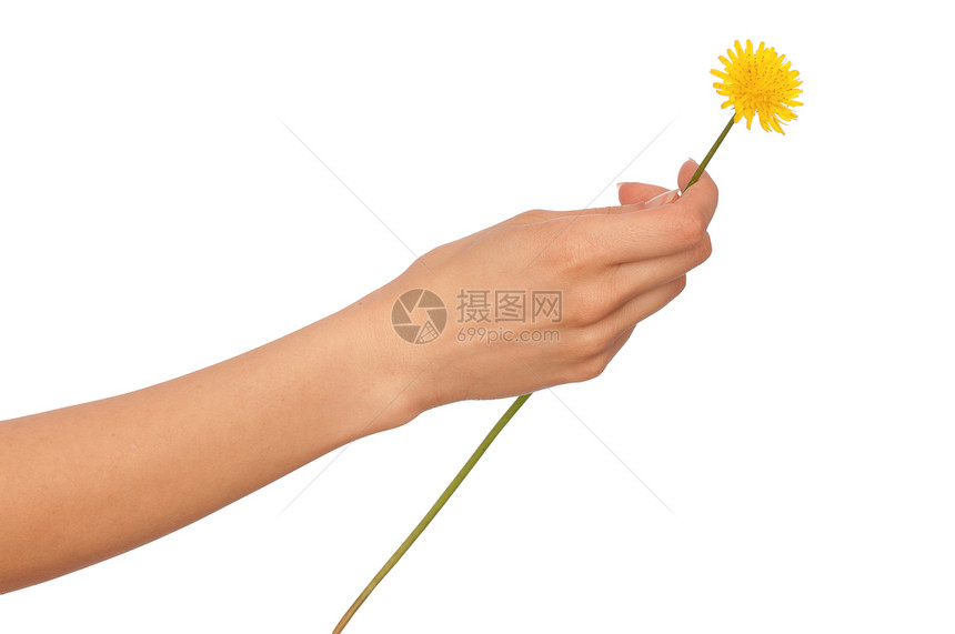 黄色花层脆弱性柔软度植物花瓣后代植物群礼物植物学手臂花束图片