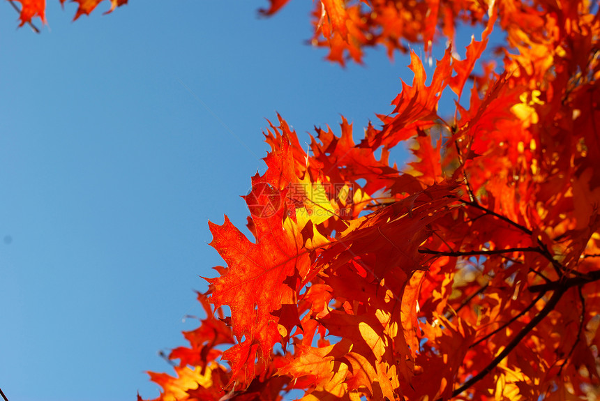 秋季假期森林树叶红色分支机构环境生长植物橙子叶子图片