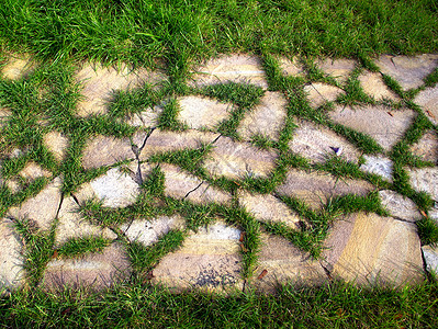霍金纹理质砖块路面植物学石头绿化绿色园林岩石植物花朵背景