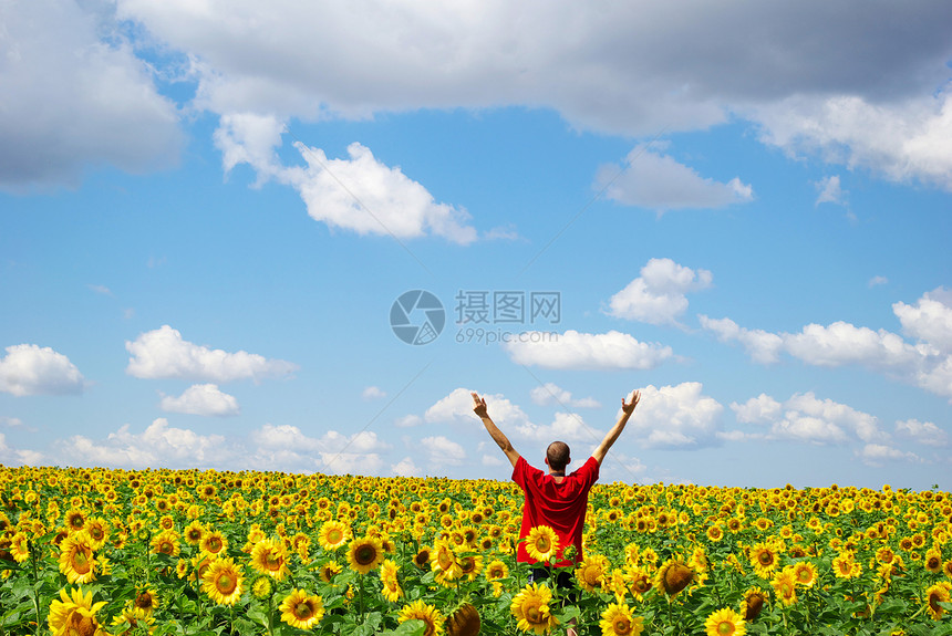 向向向外字段草地农业花园快乐花店种子向日葵绿色男人花瓣图片