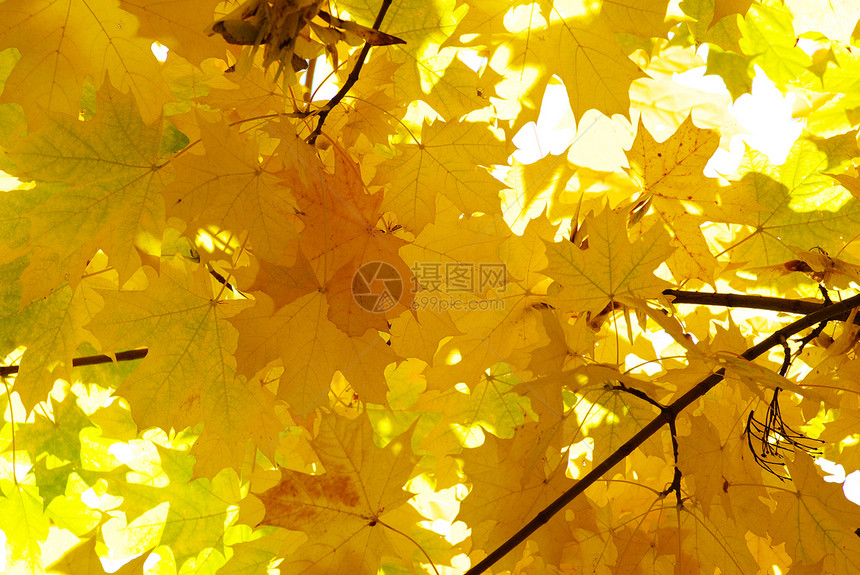 秋季假期橙子叶子环境植物森林分支机构树叶生长红色图片