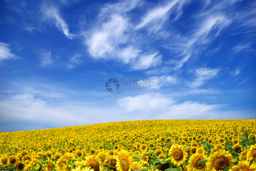 字段草地乡村向日葵农场地球生长活力蓝色黄色晴天图片