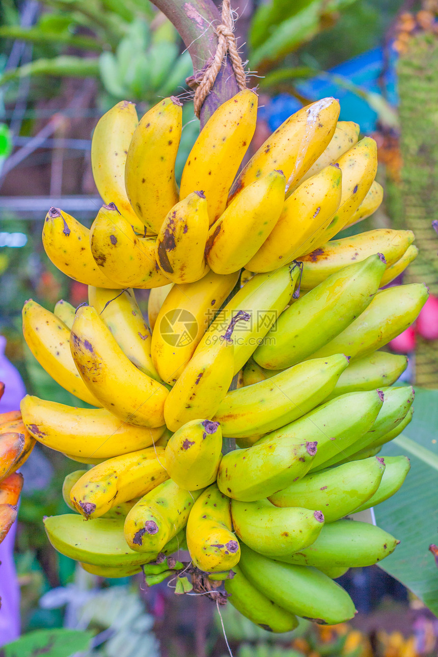 香蕉植物收成环境食物团体丛林文化叶子生长花瓣水果图片