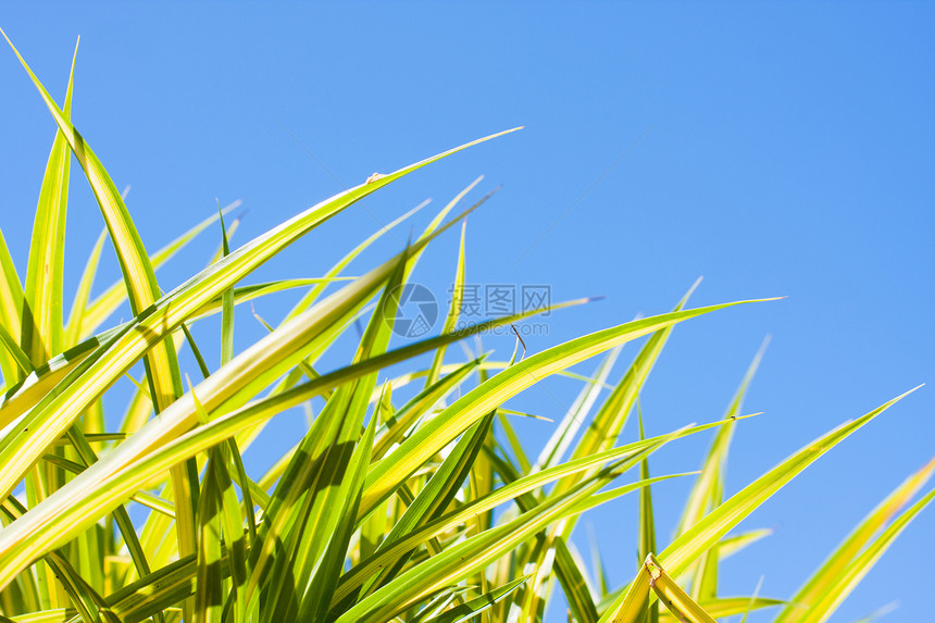 绿叶环境射线宏观树叶金子蓝色生长场景植物学公园图片