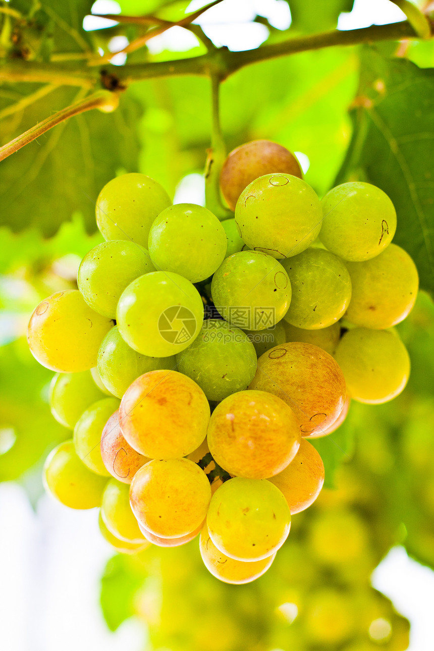 葡萄提取物果实嫩期果汁葡萄干葡萄园更年期藤蔓鲜花花蕾图片