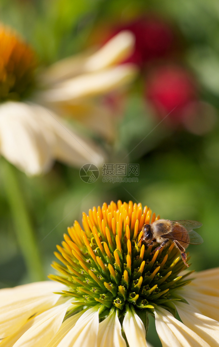 工作蜜蜂Echinacea花花图片
