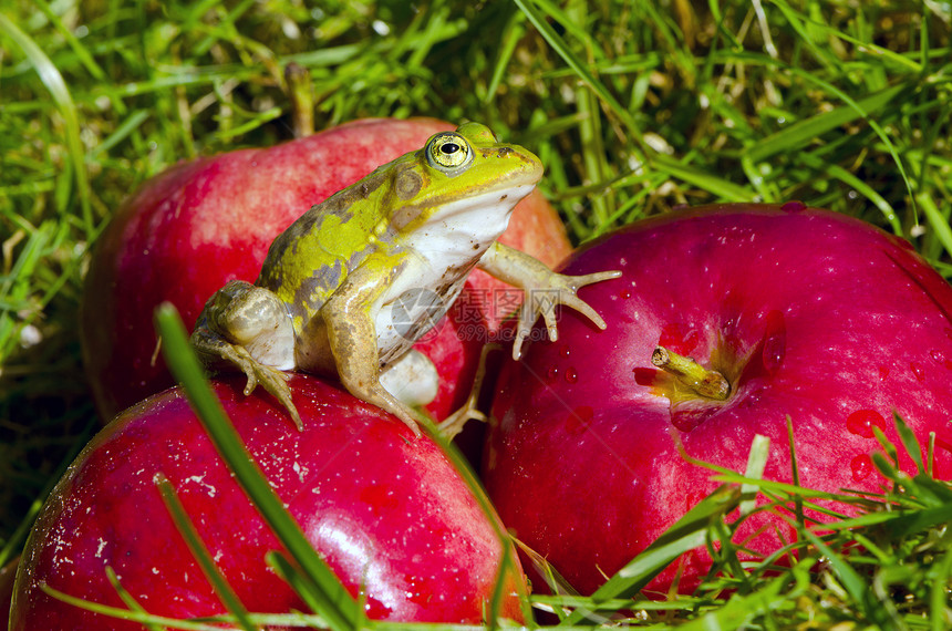 花园红苹果上的野生绿青蛙图片