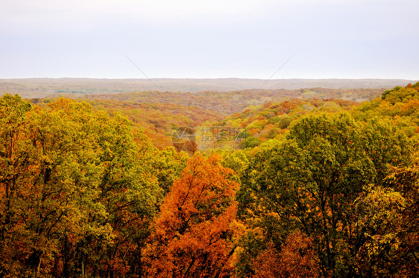 布朗县国家公园植物群叶子树干换季爬坡树木绿色丘陵树叶季节图片