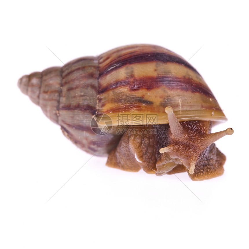 Snail Amphidromus 白底隔离生物白色鼻涕虫蜗牛天线野生动物图片